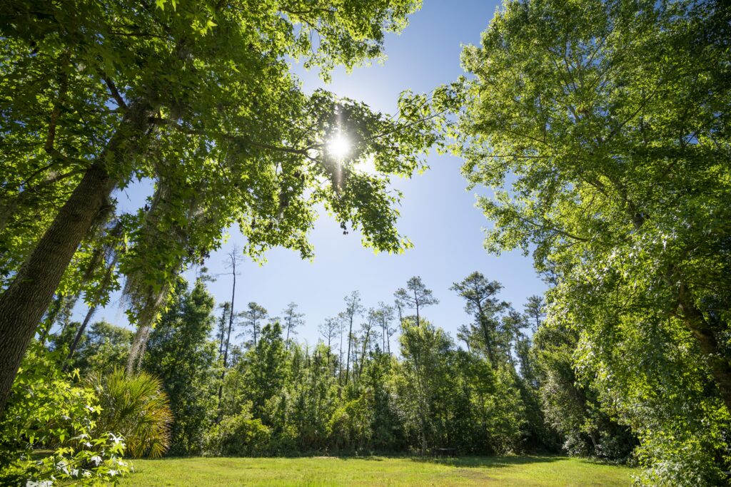 Sun peeks through trees