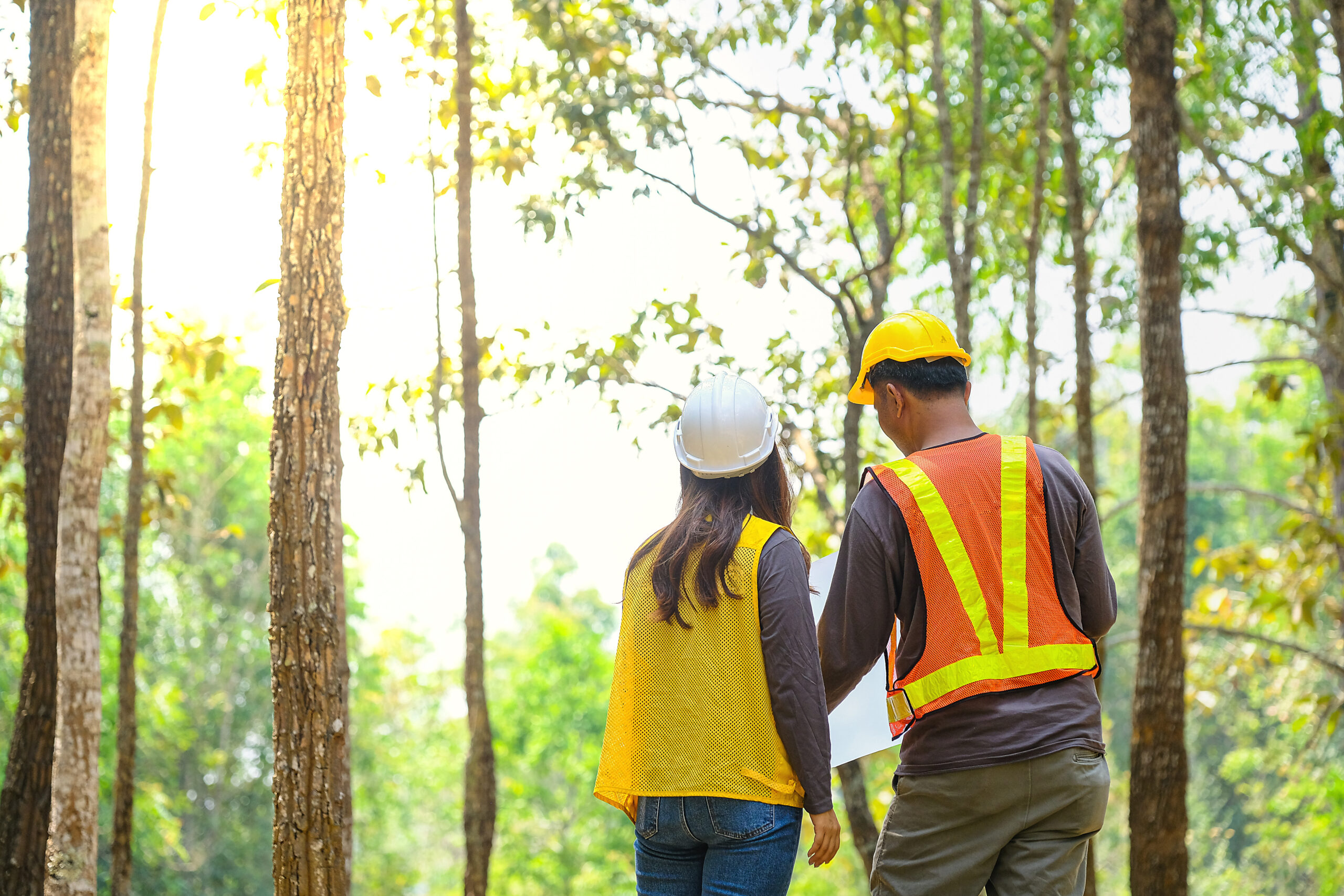 engineers looks through the trees